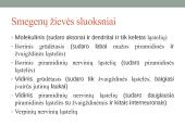Galvos smegenų sandara ir kraujotaka 18 puslapis