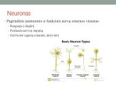 Galvos smegenų sandara ir kraujotaka 4 puslapis
