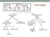 Galvos smegenų sandara ir kraujotaka 5 puslapis