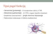 Galvos smegenų sandara ir kraujotaka 6 puslapis