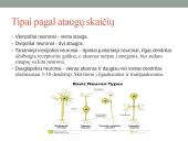 Galvos smegenų sandara ir kraujotaka 7 puslapis