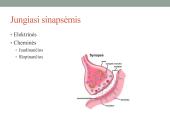 Galvos smegenų sandara ir kraujotaka 8 puslapis