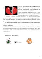 Logotipų analizė ir lyginimas 5 puslapis