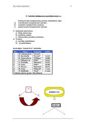 Microsoft Word galimybių tyrimas 4 puslapis