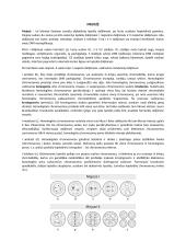 Mejozė, mitozė 4 puslapis