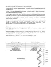 Mejozė, mitozė 5 puslapis