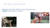 Apie žirafas 5 puslapis