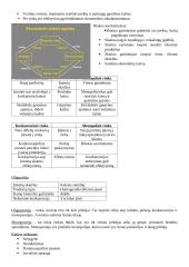 Ekonomikos paskaitų medžiaga 4 puslapis