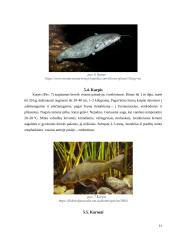 Žuvų mityba 11 puslapis