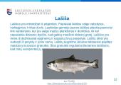 Žuvų mityba - skaidrės 12 puslapis