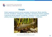 Žuvų mityba - skaidrės 15 puslapis