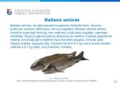 Žuvų mityba - skaidrės 17 puslapis