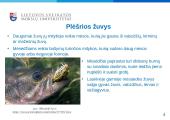 Žuvų mityba - skaidrės 4 puslapis