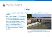 Žuvų mityba - skaidrės 7 puslapis