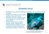 Žuvų mityba - skaidrės 8 puslapis