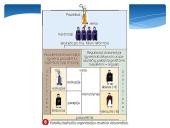 Krikščionių bažnyčia viduramžiais 11 puslapis