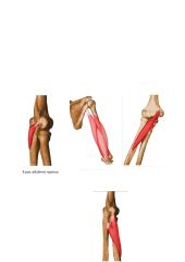 Alkūnės sąnario mobilumo didinimas 4 puslapis