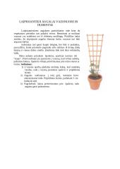 Augalai konteineriuose 6 puslapis