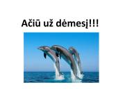 Savarankiškas darbas „Delfinų terapija“ 18 puslapis