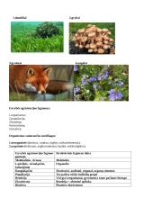 Gyvybės egzistencijos lygmenys. Virusai – neląsteliniai organizmai 2 puslapis