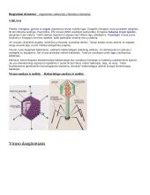 Gyvybės egzistencijos lygmenys. Virusai – neląsteliniai organizmai 3 puslapis