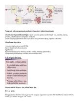 Gyvybės egzistencijos lygmenys. Virusai – neląsteliniai organizmai 4 puslapis