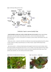 Žieminių kviečių tręšimo ypatumai 6 puslapis