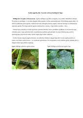 Žieminių kviečių tręšimo ypatumai 7 puslapis