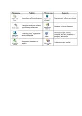 Darbas su Microsoft Windows XP 13 puslapis