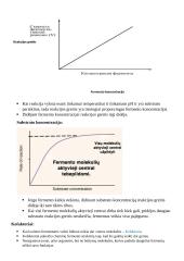 Fermentai (biologiniai katalizatoriai) 3 puslapis
