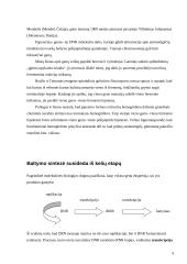 Genų veikla - ekspresija. Jos du etapai: transkripcija ir transliacija 4 puslapis