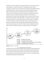 Komandinis darbas projektų valdyme 8 puslapis