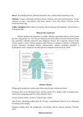 Klaipėdos miesto Gedminų mokyklos rūkymo paplitimas tarp 6 - 7 klasės mokinių 19 puslapis