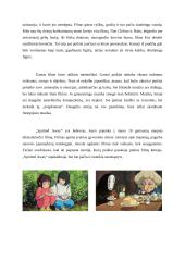 Filmo "Spirited away" recenzija 2 puslapis