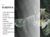 Skaidrės apie vilkus