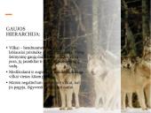 Skaidrės apie vilkus 10 puslapis