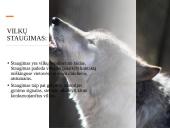 Skaidrės apie vilkus 11 puslapis