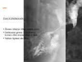 Skaidrės apie vilkus 12 puslapis