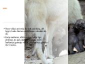 Skaidrės apie vilkus 13 puslapis