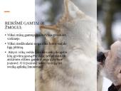 Skaidrės apie vilkus 15 puslapis