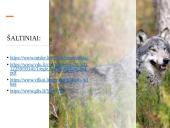 Skaidrės apie vilkus 16 puslapis