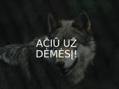 Skaidrės apie vilkus 17 puslapis