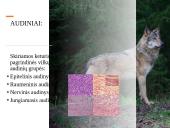 Skaidrės apie vilkus 4 puslapis