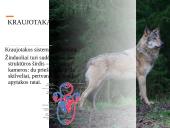 Skaidrės apie vilkus 5 puslapis