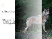 Skaidrės apie vilkus 6 puslapis