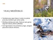 Skaidrės apie vilkus 9 puslapis