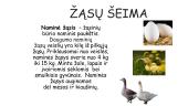 Apie naminius paukščius 6 puslapis