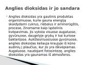 Anglies dioksidas bei klimato kaita 5 puslapis