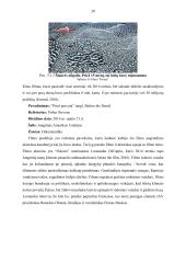 Švietėjiškas filmas 20 puslapis