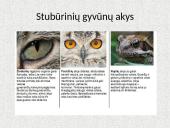 Skaidrės apie žmogaus akis 7 puslapis